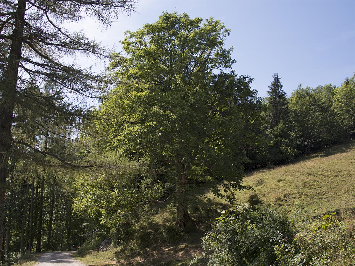 Acer pseudoplatanus